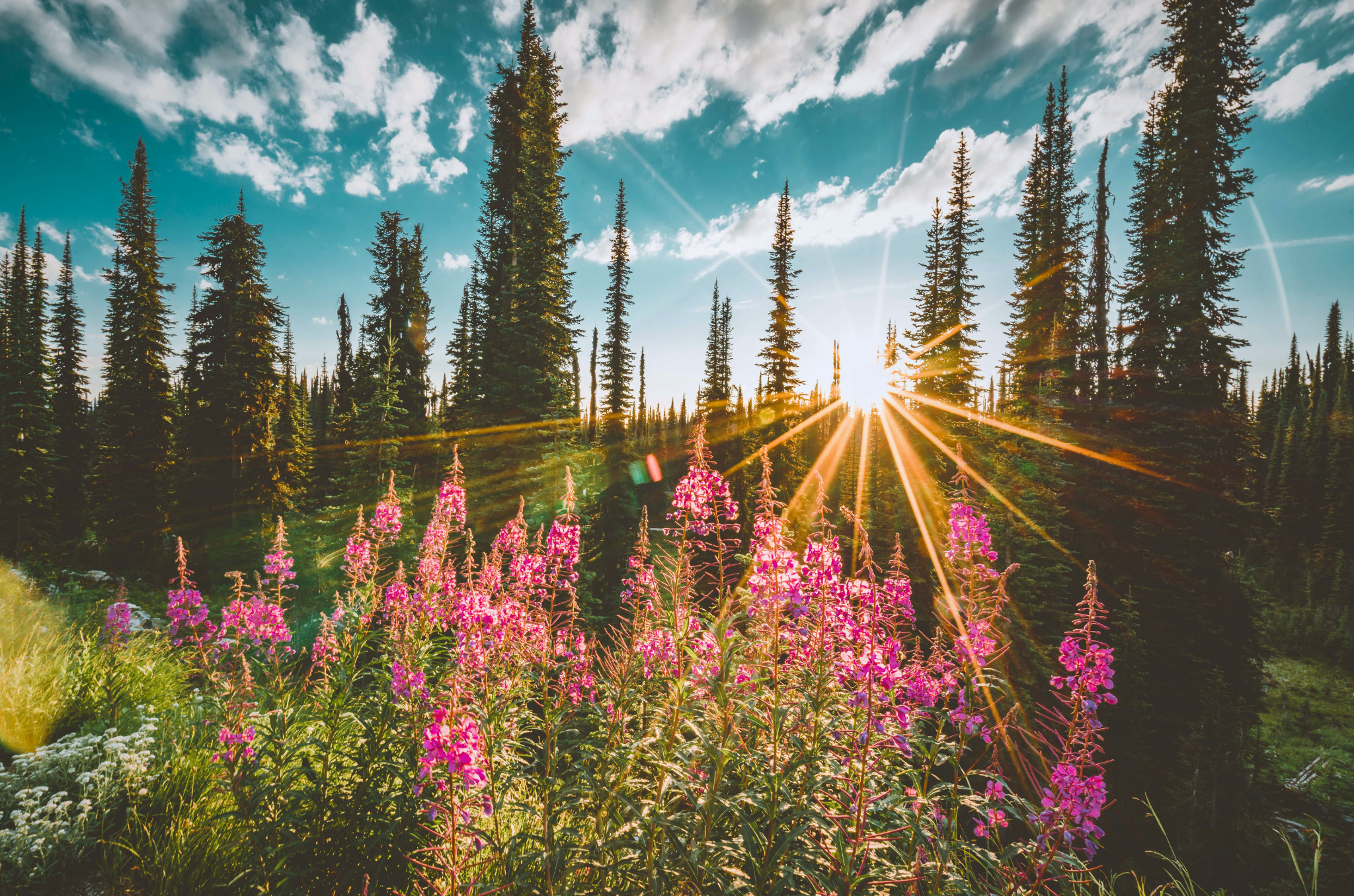 wildflowers in revelstoke
